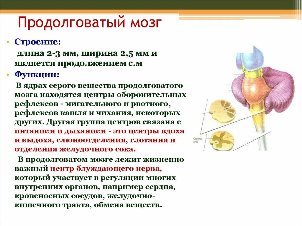 Продолговатый мозг строение и функции. Продолговатый мозг анатомия строение кратко. Особенности строения продолговатого мозга. Характеристика продолговатого мозга кратко. Функции продолговатого мозга 8 класс биология