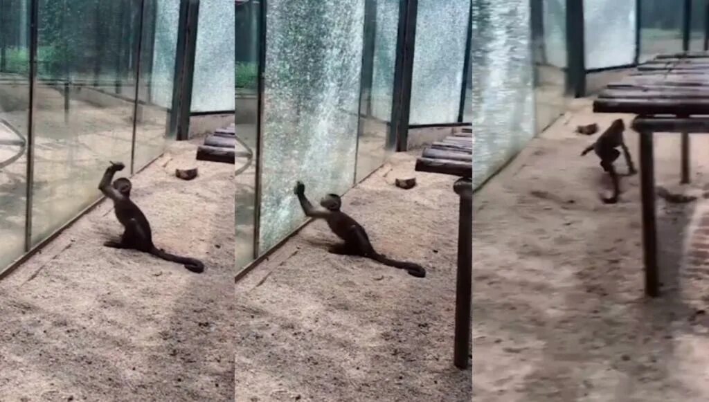 Однажды в московском зоопарке разбилось стекло. Зоопарк из окна. Обезьяна разбивает стекло. Зоопарк зона обезьян за стеклом. Разбил стекло в зоопарке.