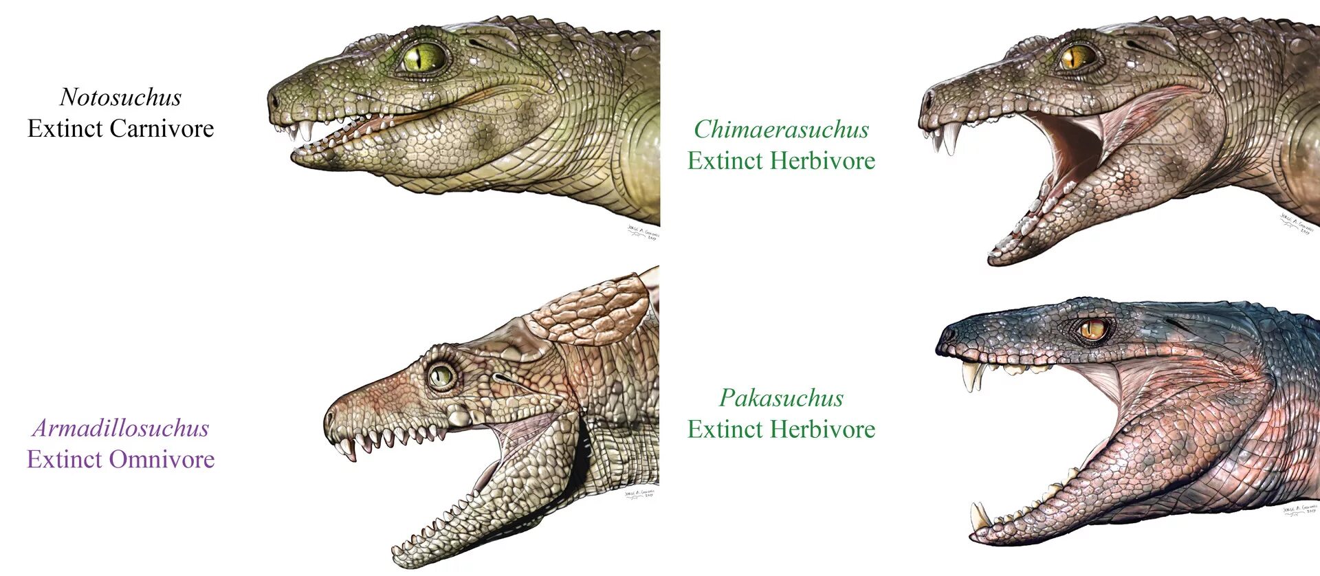 Травоядный крокодил. Динозавры травоядные хищники и всеядные. Древние крокодилы. Зубы травоядных динозавров.
