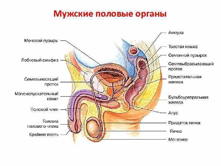 Строение мужской половой системы анатомия. Мужские половые органы наружные и внутренние анатомия. Строение мужского полового органа анатомия. Схема строения мужских внутренних половых органов.