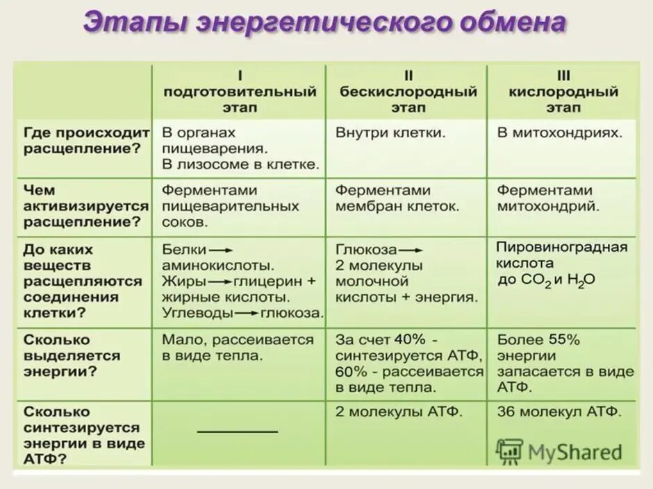 Этапы энергетического обмена. Подготовительный бескислородный кислородный этапы таблица. Этапы энергетического обмена бескислородный этап. Бескислородного этапа энергетического обмена