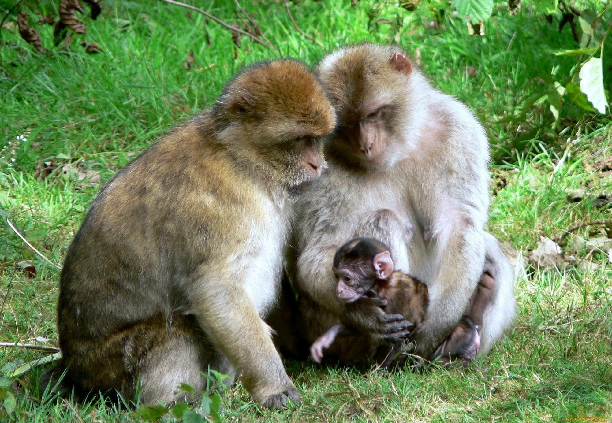 Ухаживают за потомством. Детеныш обезьяны. Семья животных. Семья обезьян. Животные заботятся.