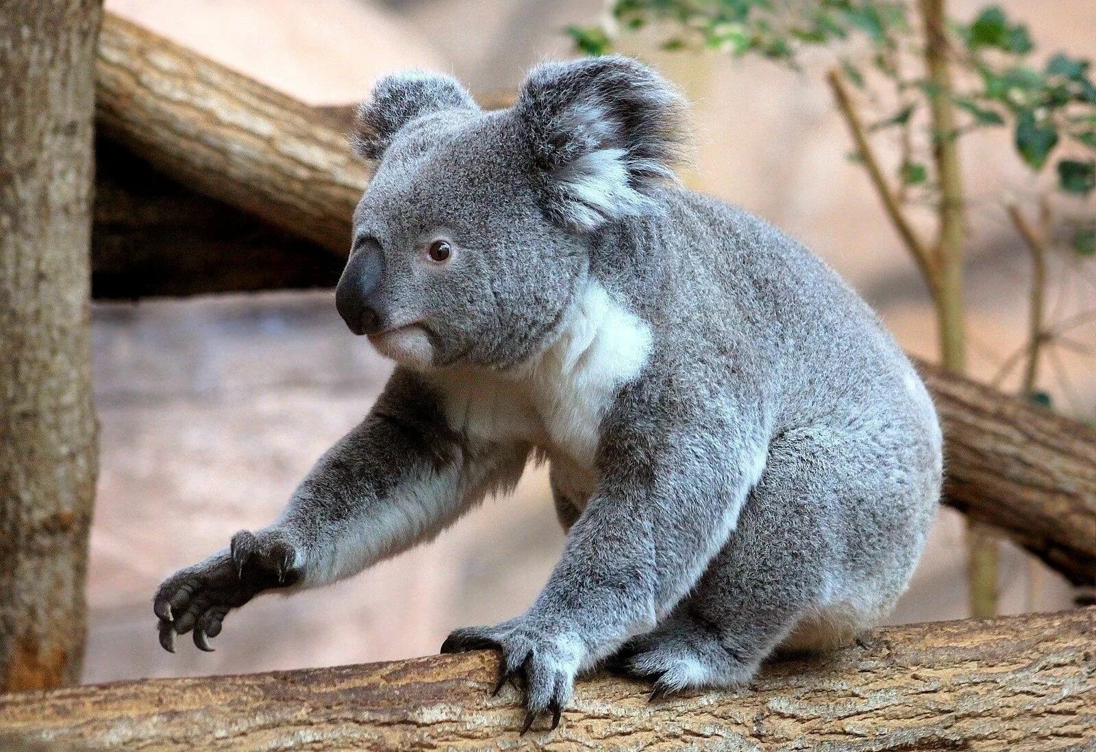 Какие животные можно показать. Коала. Сумчатые животные коала. Коала в Австралии. Мишка коала.