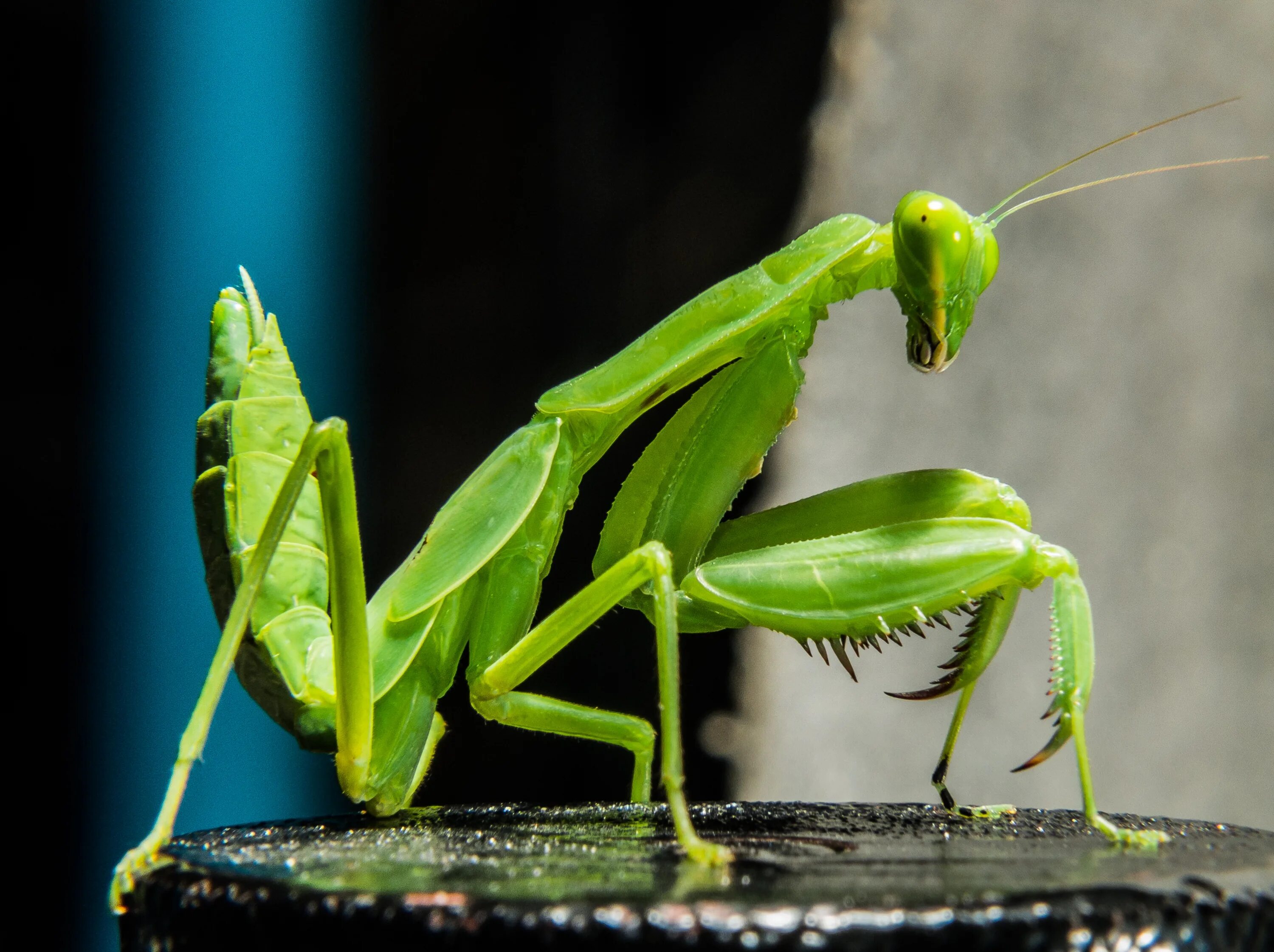 Черный богомол. Ischnomantis Gigas богомол. Саранча и богомол. Богомолы Мантис зелёный. Жук-богомол насекомое.