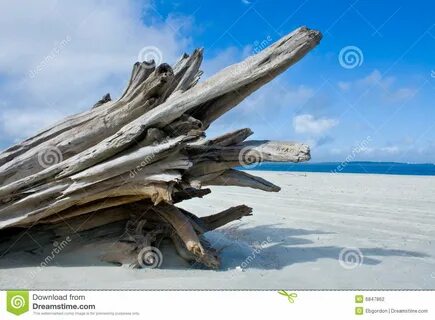фото около атлантический океан изображения driftwood пляжа. изображение нас...