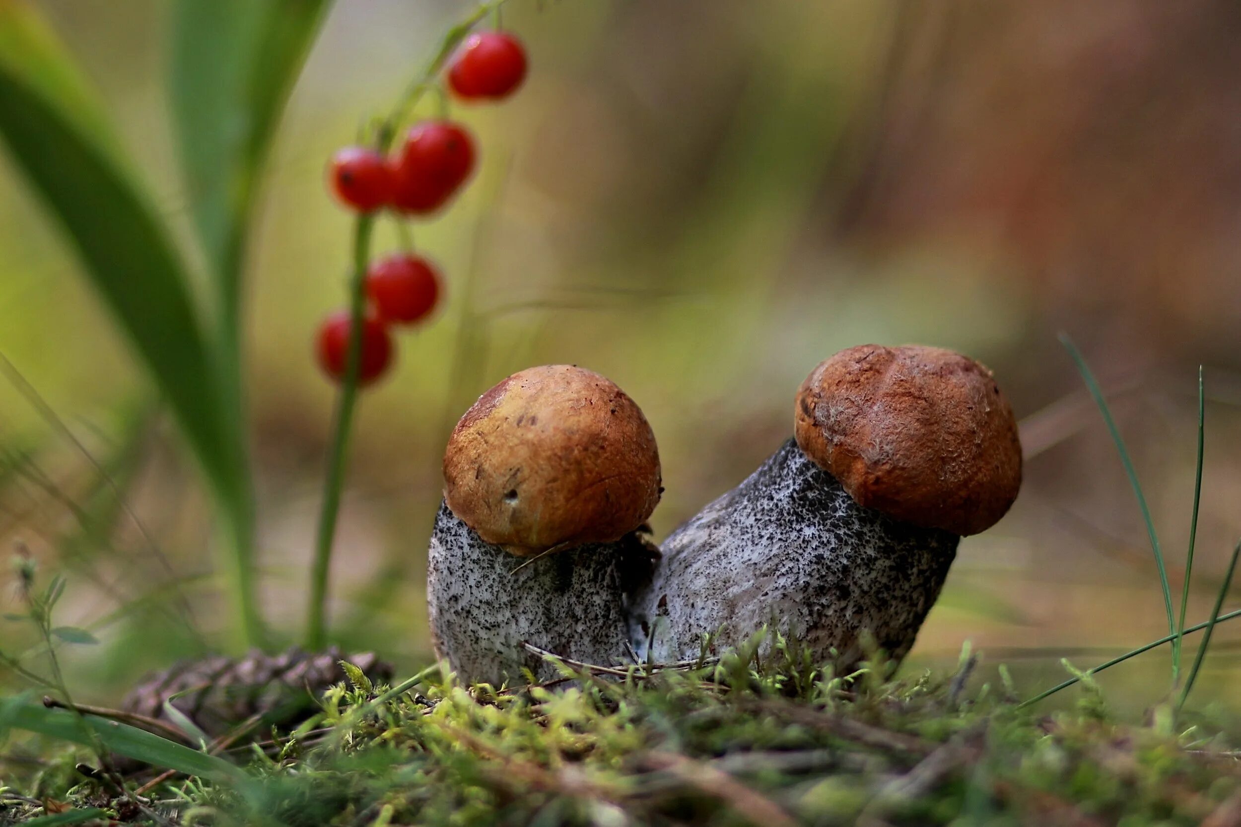 Грибы картинки. Художественная фотография грибы. Природные грибы. Подосиновик с улиткой. Ой грибочки