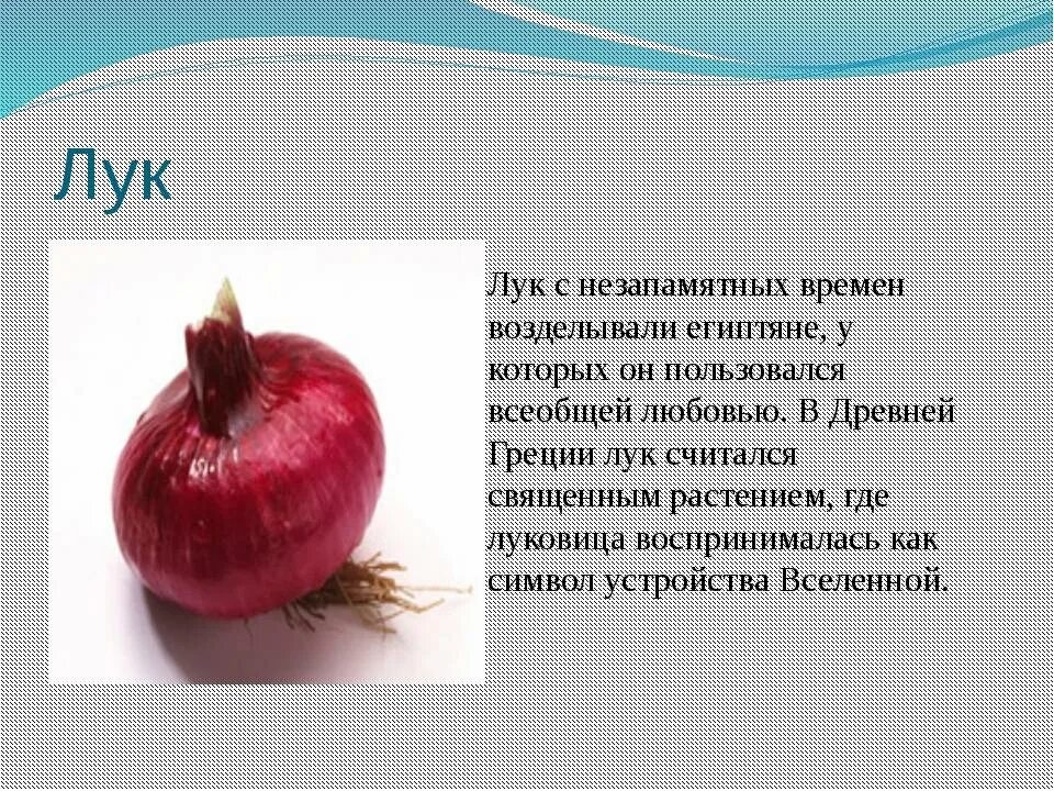 Значение луковых