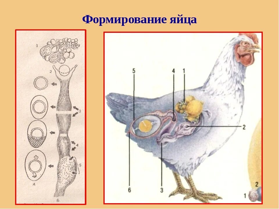 Птицы тип оплодотворения. Строение курицы. Формирование яйца в курице. Оплодотворение у птиц. Образование яйца у птиц.