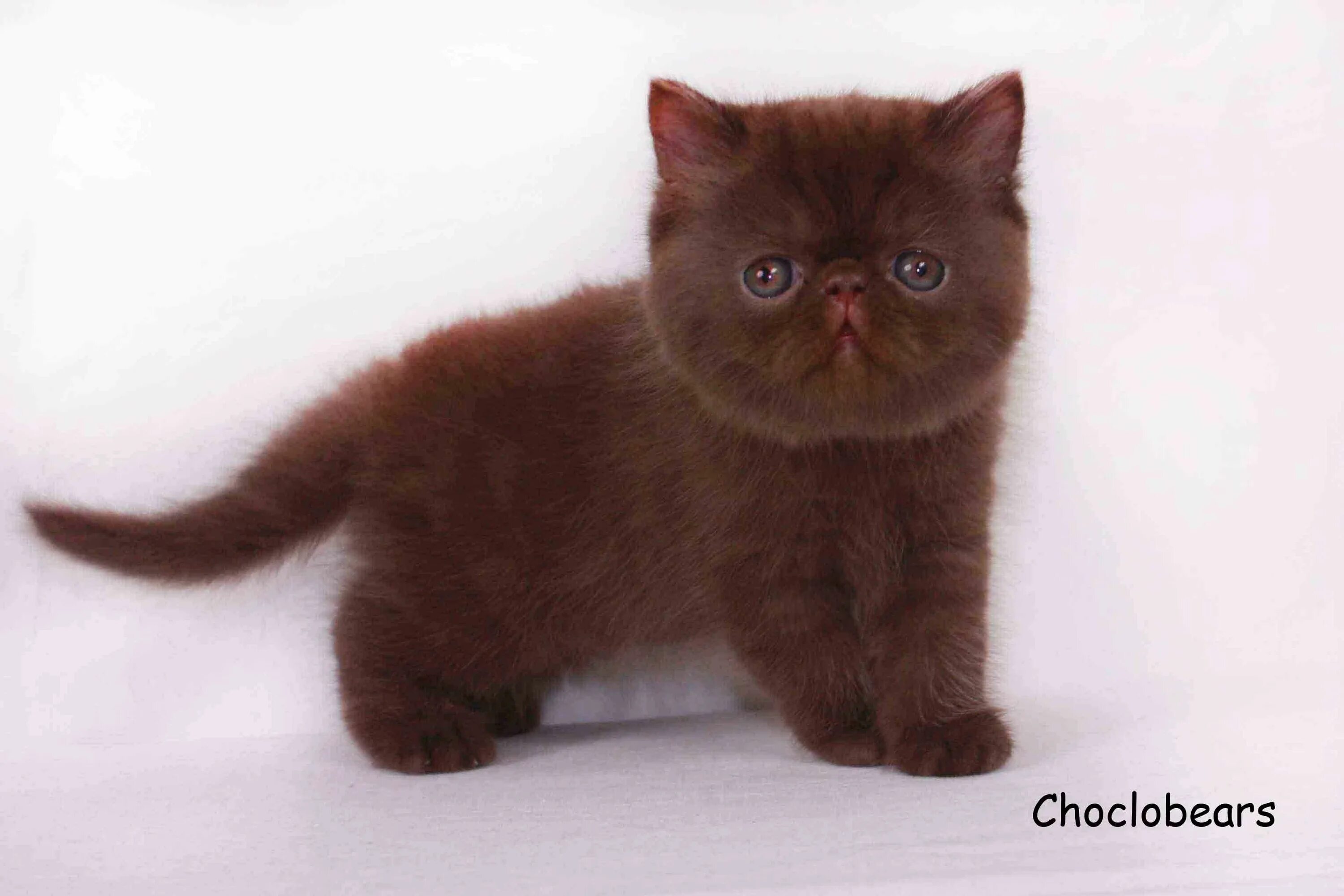Британская кошка экзот. Персидский кот экзот. Шоколадный британец экзот. Вислоухий экзот Манчкин. От персидской кошки с шоколадной окраской