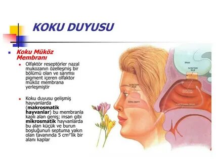 Astd koku