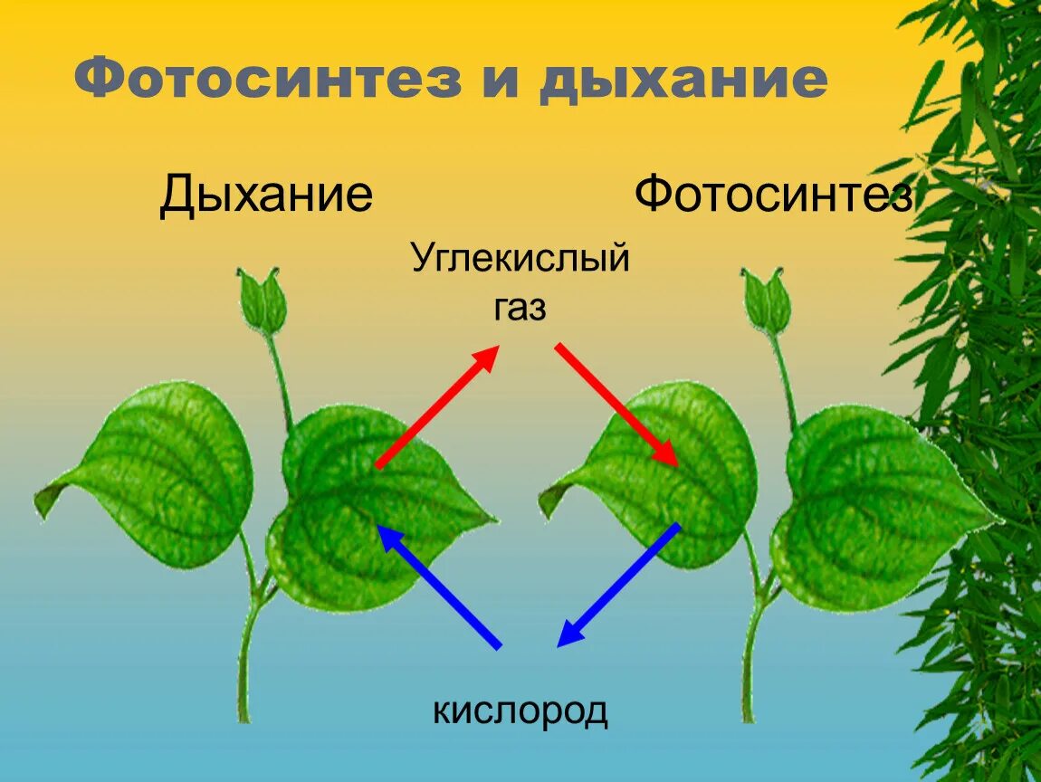 В какое время происходит фотосинтез и дыхание. Фотосинтез и дыхание. Дыхание растений. Цветок дышит и фотосинтезирует. Схема фотосинтеза и дыхания растений.