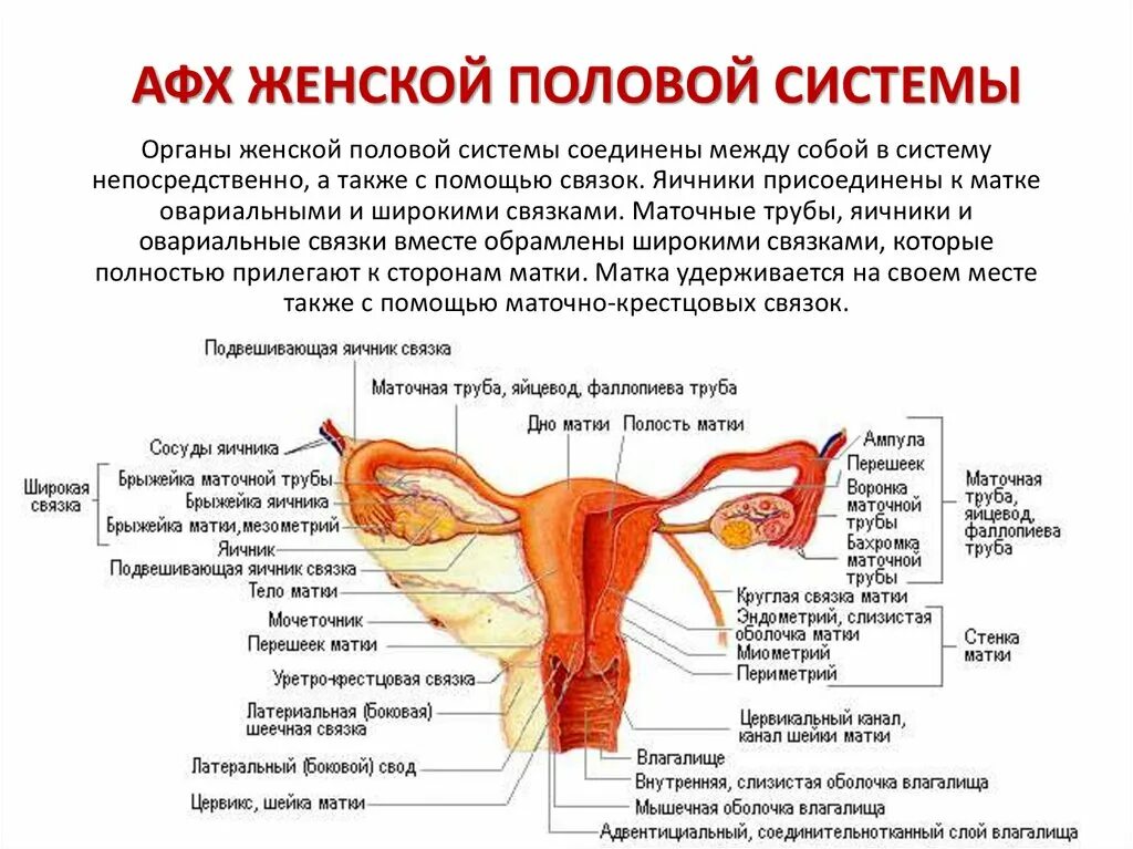 Связка подвешивающая яичник. Наружные и внутренние женские половые органы функции. Женская половая/система строение. Строение женских.половых органов внутренних. Матка яичники трубы анатомия.