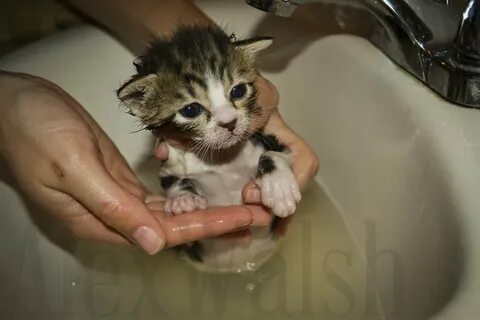 Как мыть котят 2 месяца