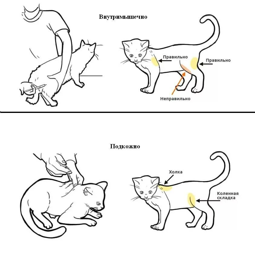 Как ставить укол кошке в бедро. Укол кошке внутримышечно схема. куда колоть укол кошке внутримышечно. укол коту внутримышечно в холку. как поставить укол кошке внутримышечно в бедро.