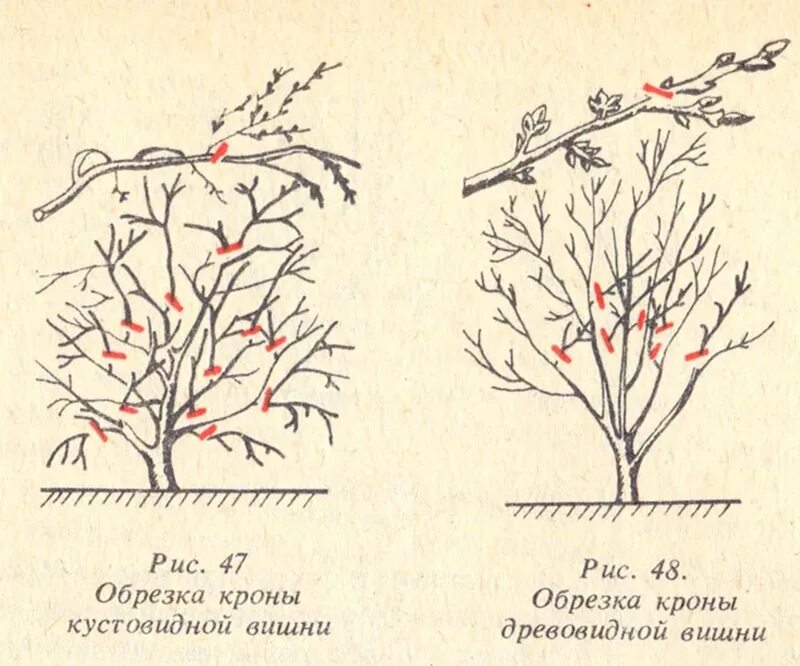 Обрезка кустовой вишни