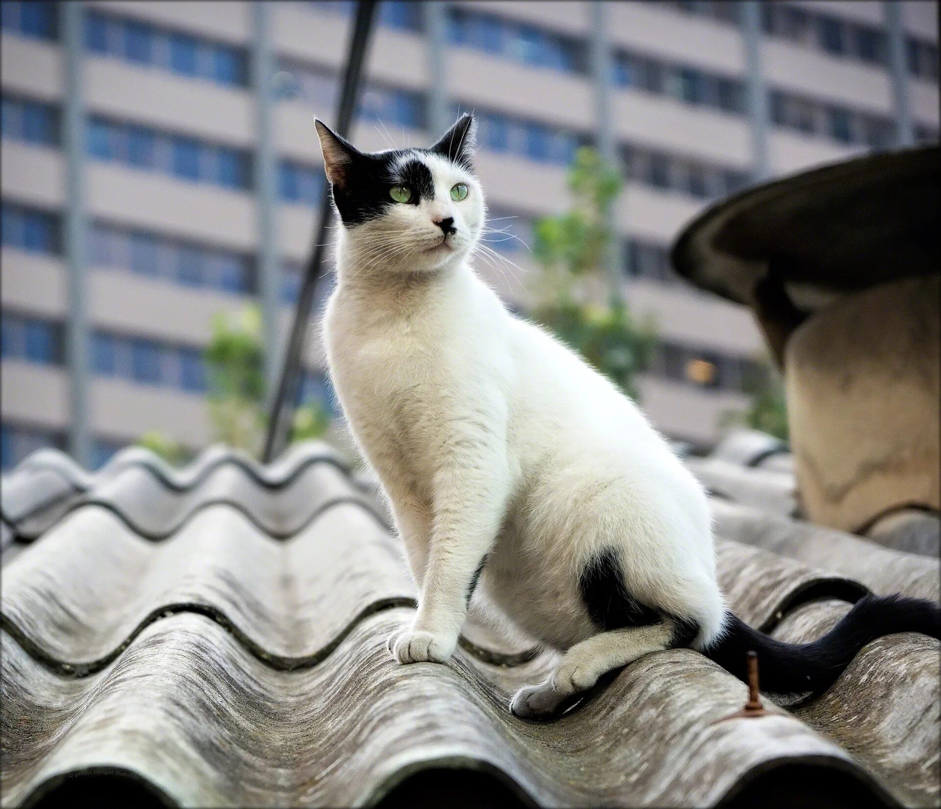 уличный кот фото. красивые уличные коты. японские уличные кошки. кошечка на улице. дворовые кошки.