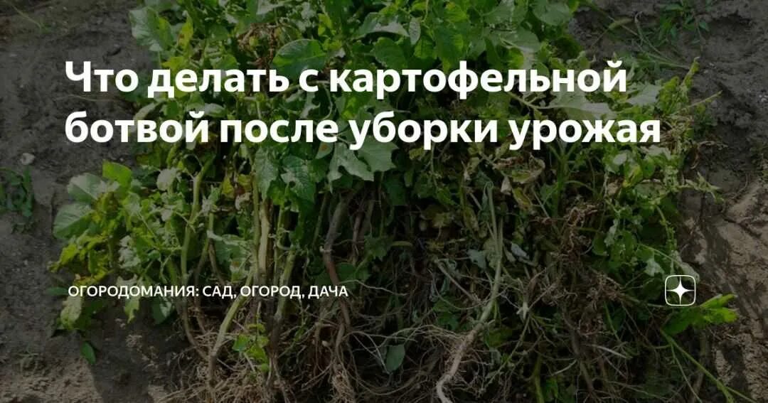 Когда обрезать ботву. Уборка корнеплодов. Когда обрезать ботву. Срезание ботвы картофеля перед уборкой. Срезание ботвы картофеля перед уборкой.