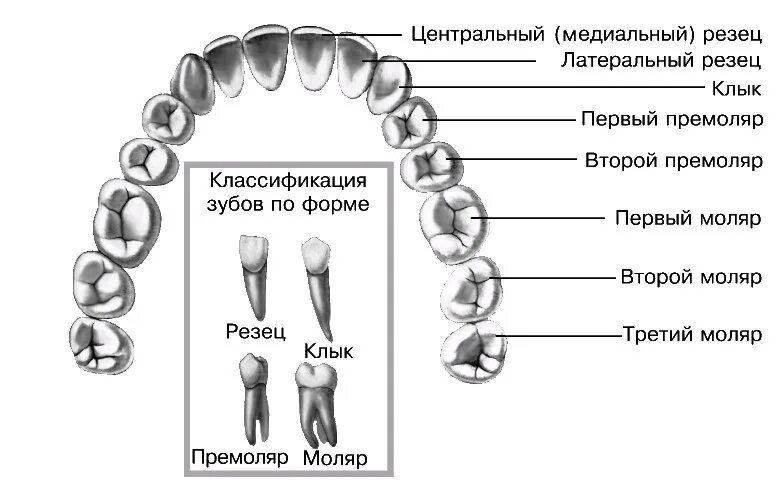 Классификация зубов моляры премоляры. Моляры премоляры резцы схема. Резцы клыки премоляры моляры анатомия. Строение коренных зубов верхней челюсти.