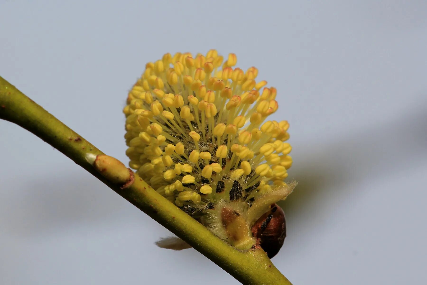 тычиночные соцветия. описание листа лещины. пестичные цветки. двудомный обоеполый. однодомные и двудомные растения таблица.