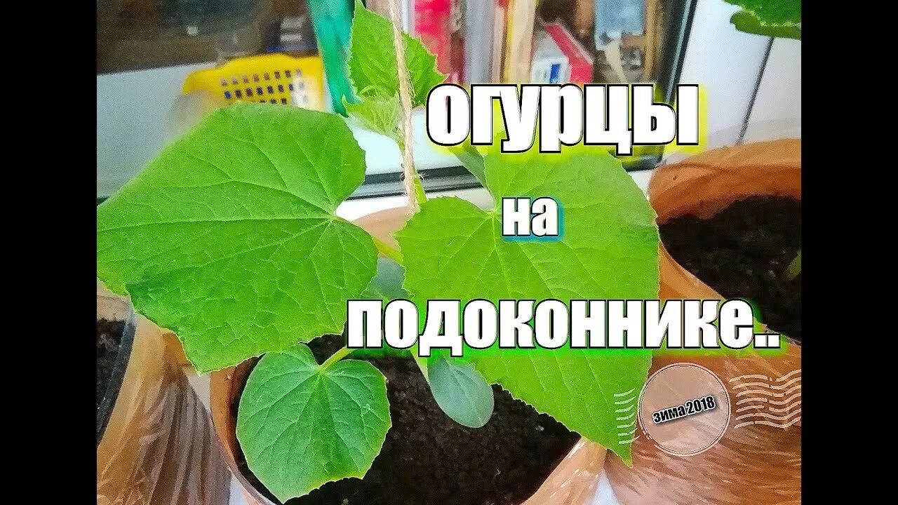 Огурцы на подоконнике. Огурцы на балконе. Удобрение для рассады огурцов на подоконнике. Удобрение для огурцов на балконе.