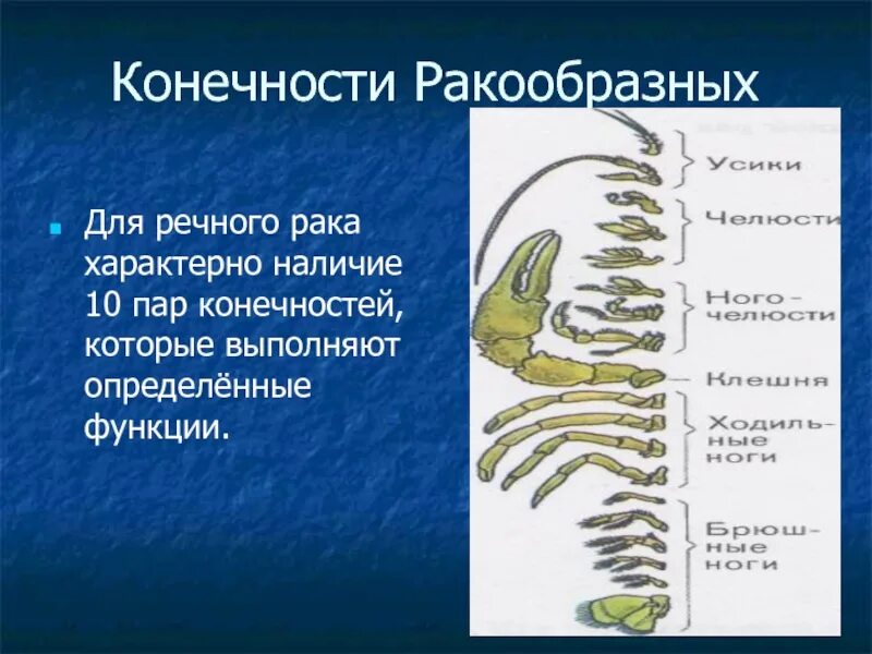 Какой тип развития характерен для речного рака. Класс ракообразные конечности. Конечности ракообразных рисунок. Функции конечностей креветки. Ракообразные таблица.