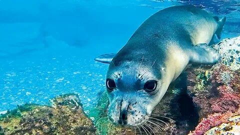 Matan a la célebre foca Kostis de un arponazo.
