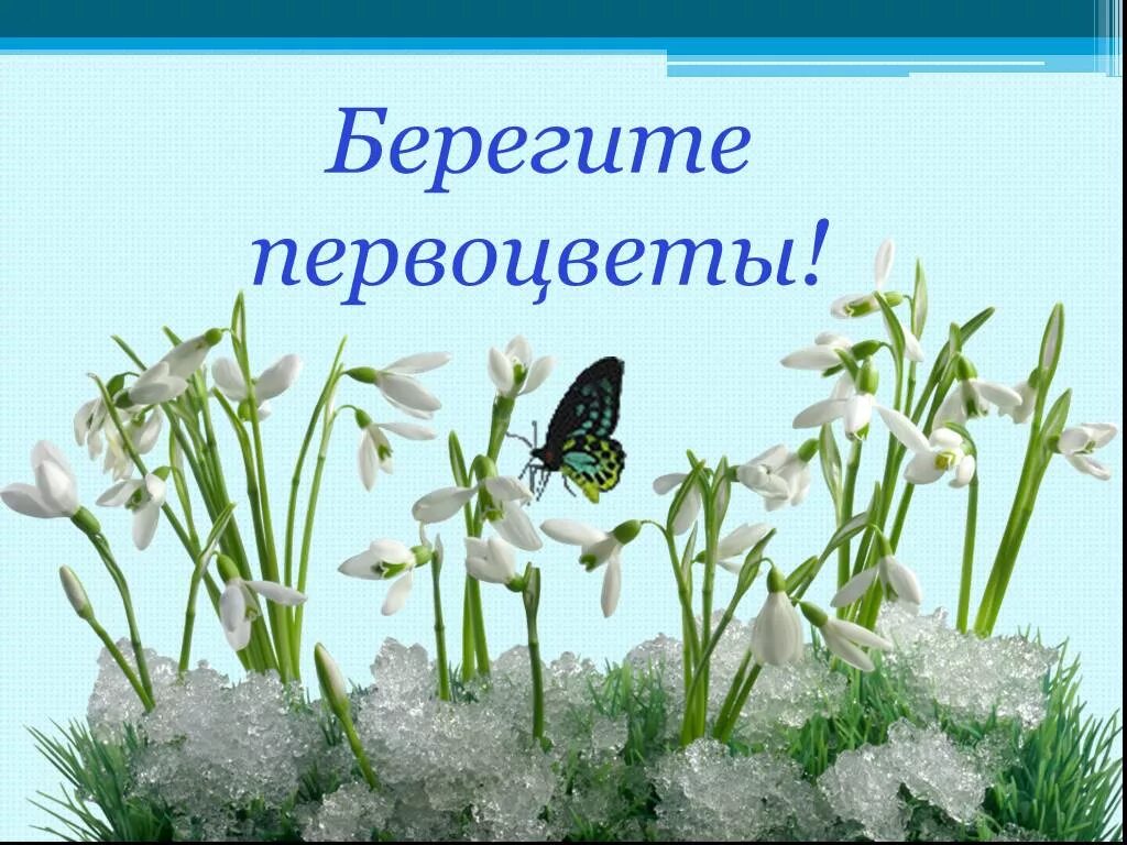 Презентация подснежники для дошкольников. Берегите первоцветы. Берегите подснежники. Первоцветы для дошкольников. Открытки с первоцветами.