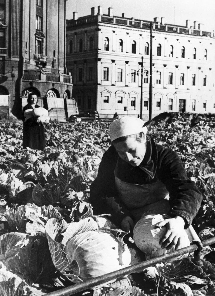 Фотографии блокады. Блокада Ленинграда капуста у Исаакиевского собора. Блокада Ленинграда 1942 год.