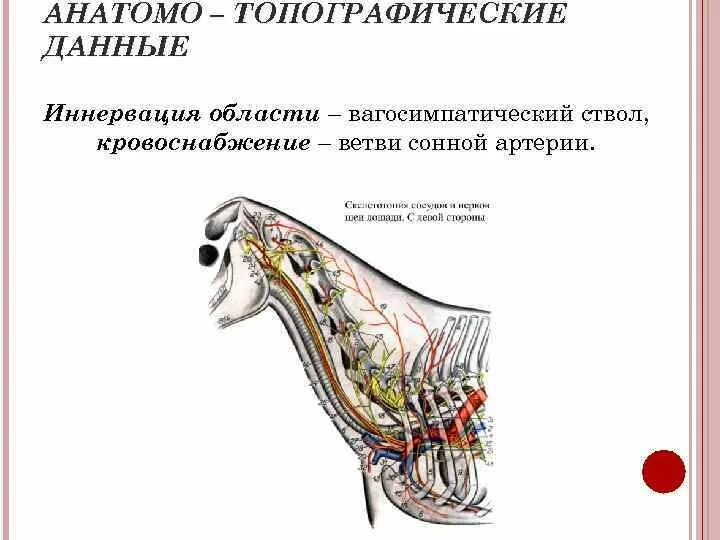 Область шеи животных. Область шеи животных