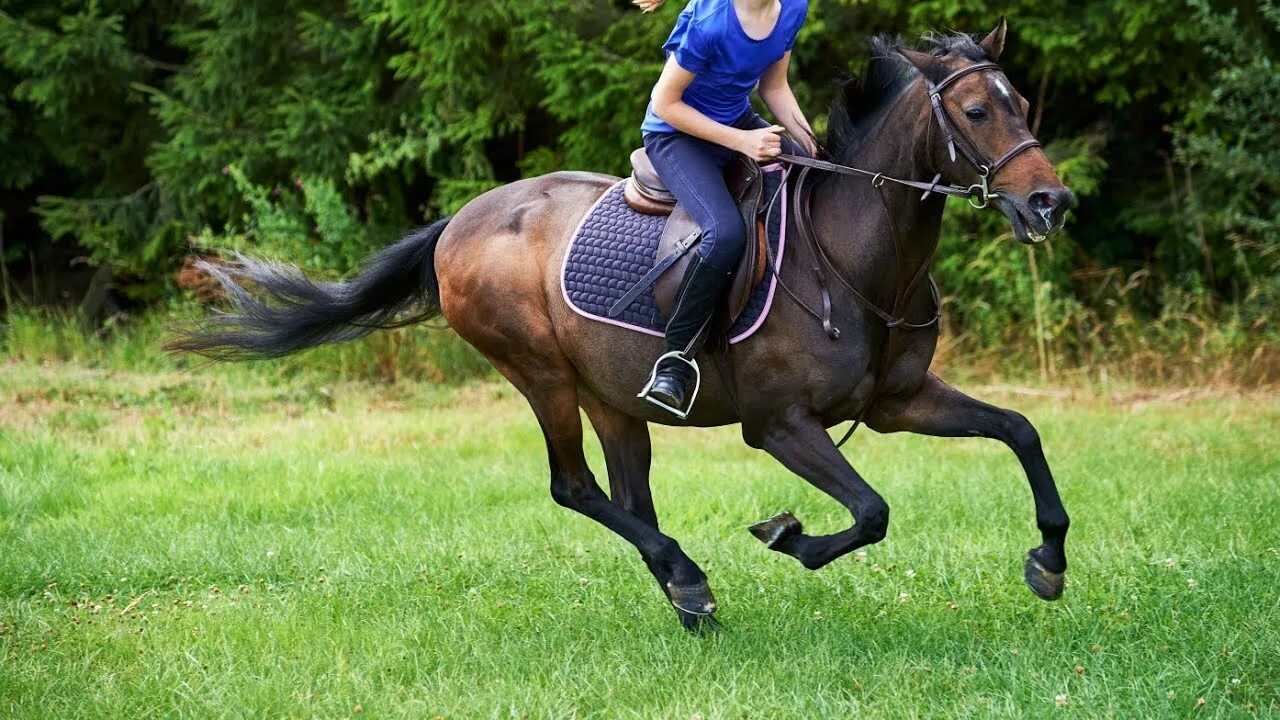 Mary does not ride a horse. Ride a pony. Drive ride sail. Mary can ride drive a horse. Лошадь девочка обрезанная.