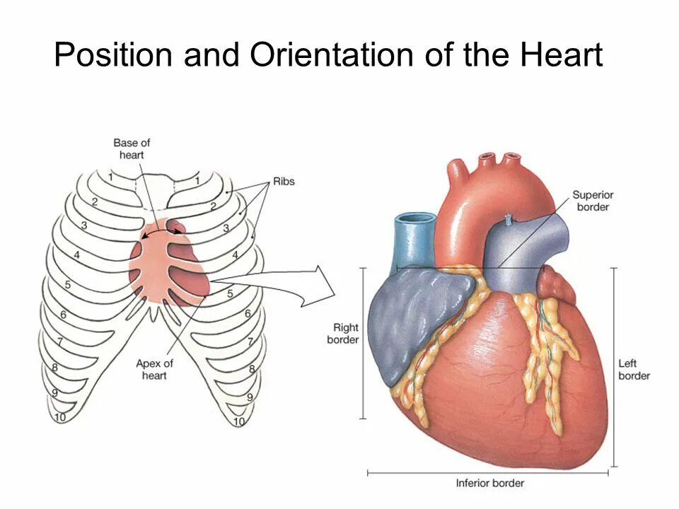Learn the heart 0.3 8. Апекс сердца. heart. апикс базис сердце.