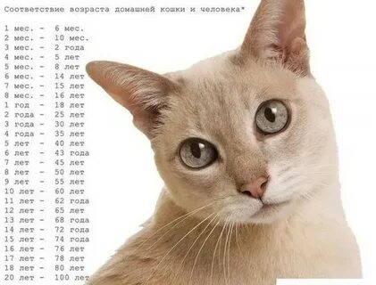 8 лет коту это сколько по человечески