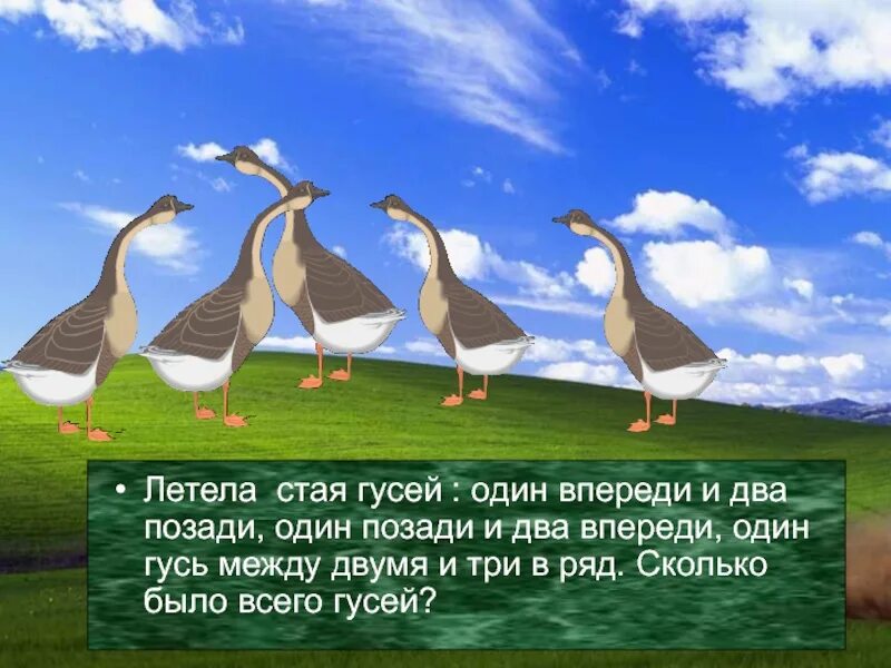 Загадка летела стая птиц. Стая гусей один позади два впереди. Стая гусей. Гусь впереди. Стая гусей летит.