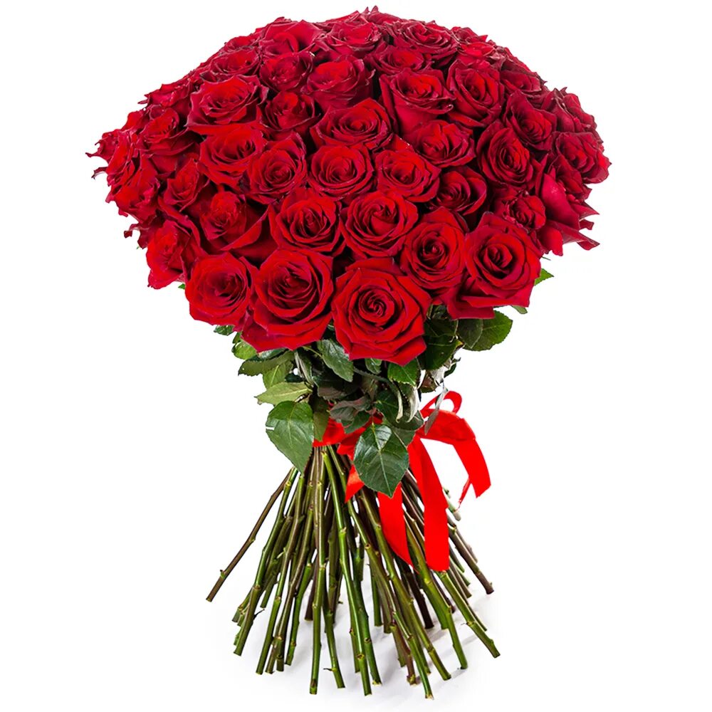 Эквадорские красные розы. Розы Эквадор красные 70 см. 75 Роз красные Эквадор. Розы 70 см купить