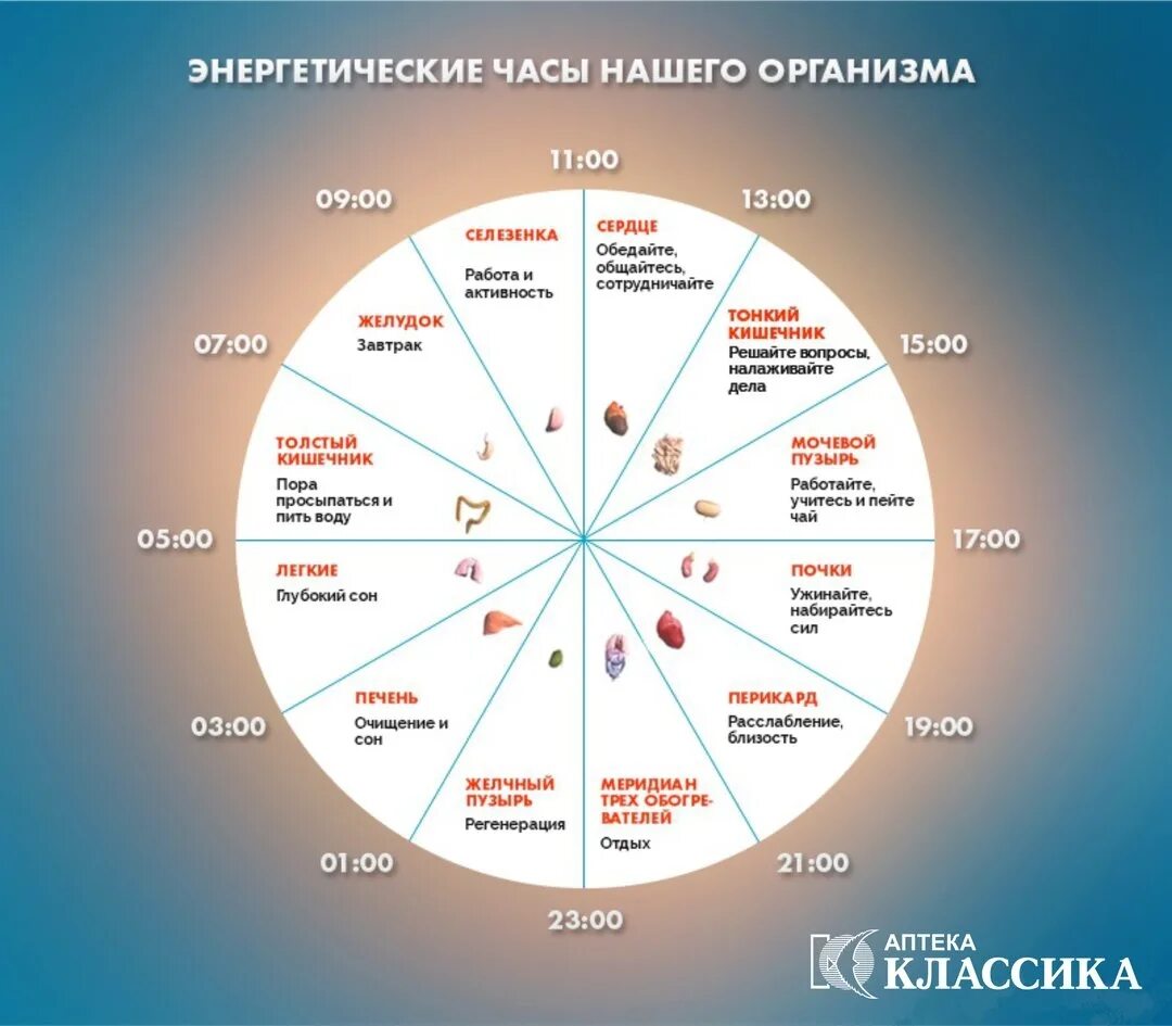 На какие сутки. Часы активности внутренних органов человека по часам суток. Часы активности меридианов человека. Биологические часы. Энергетические часы нашего организма.