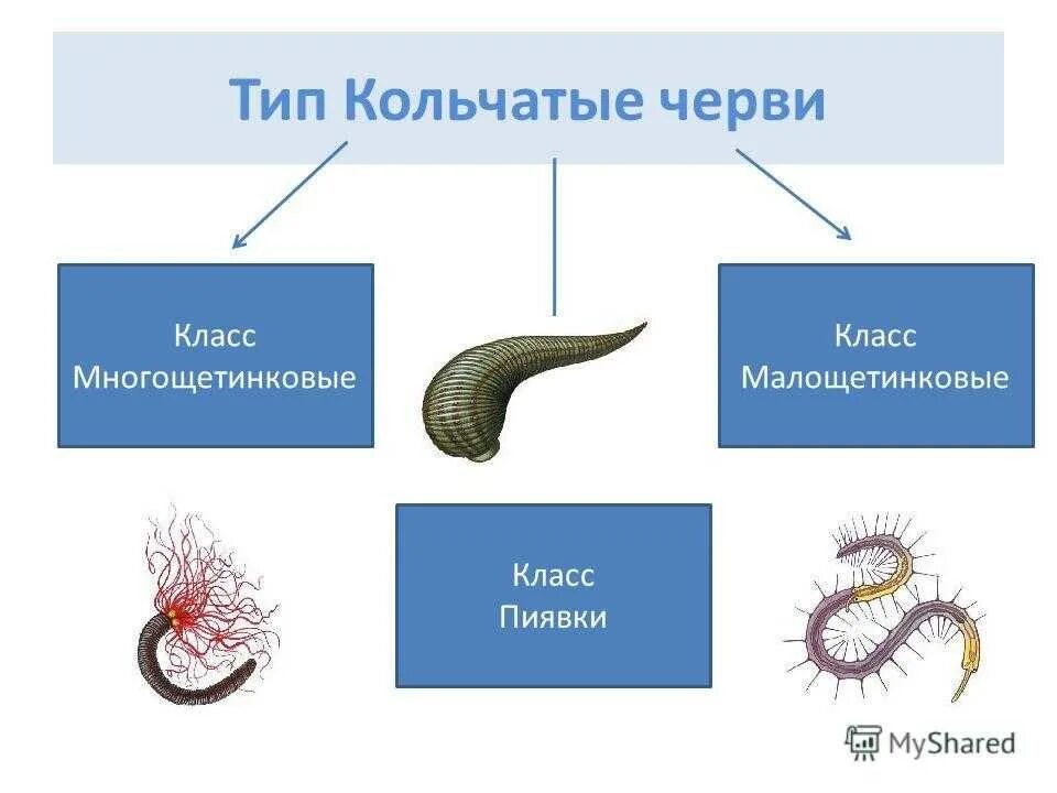 Три класса червей