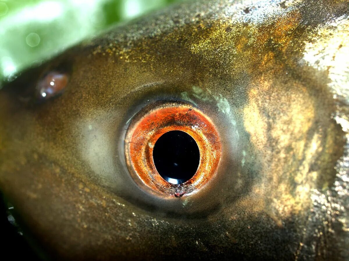 Какие глаза у рыб. Глаз рыбы. Глаза рыбки. Рыба крупным планом. Глаза РВБ.