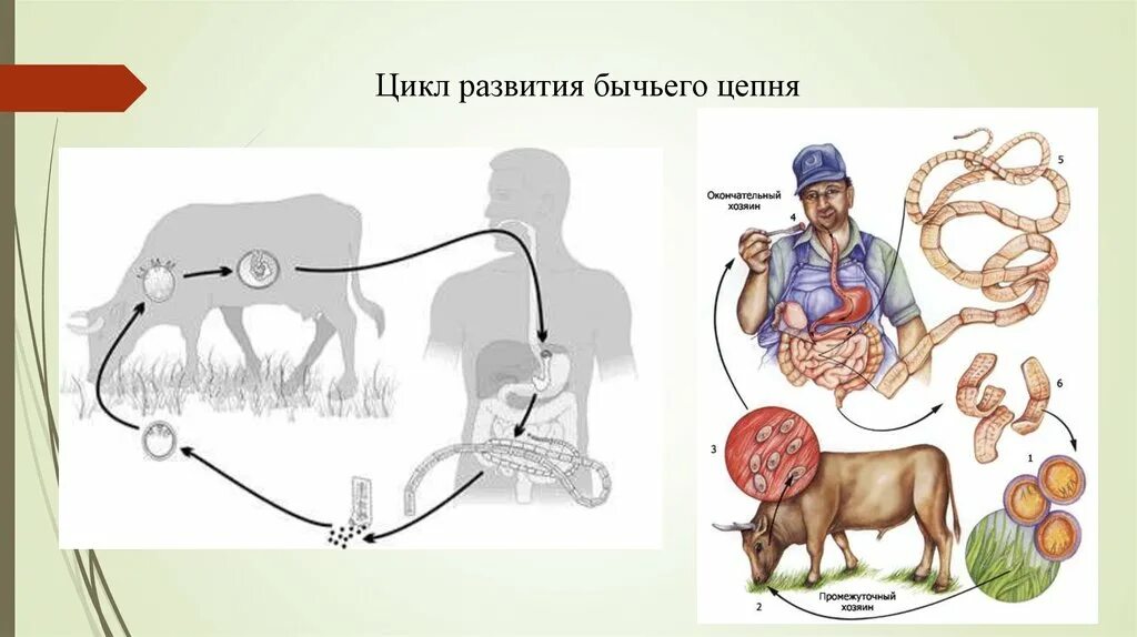 Жизненный цикл бычьего цепня начиная с яиц