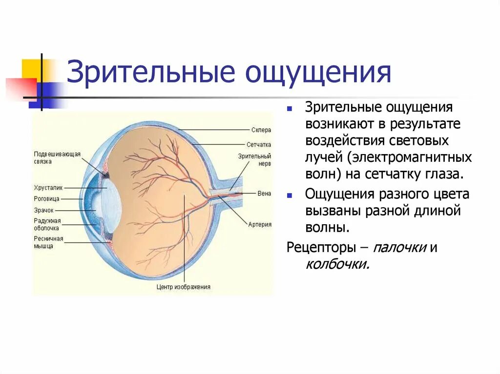 Ощущение возникают при рецепторов. Характеристика зрительных ощущений. Зрительный анализатор характер ощущений. Формирование зрительных ощущений. Зрительные ощущения возникают в.