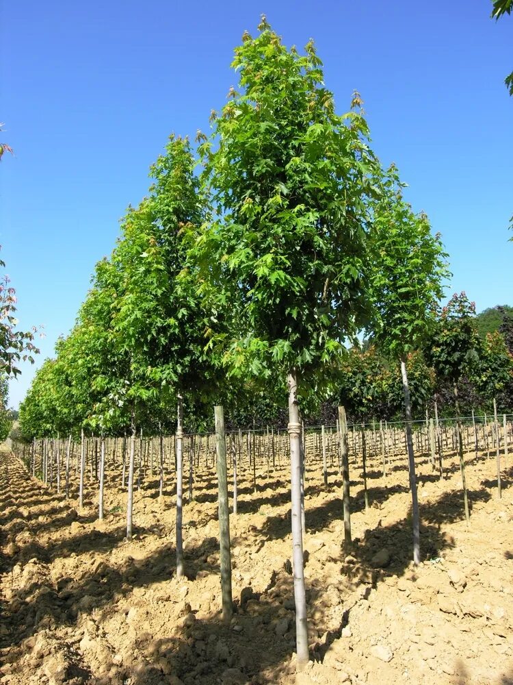 Клён сахаристый. Липа крупнолистная Пирамидалис. Acer saccharinum 'pyramidale'. Клен серебристый pyramidale.