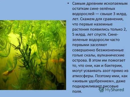 Почему для водных растений и сухопутных растений