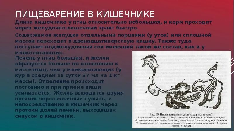 сколько метров кишечник у человека. какова длина тонкого кишечника. дл на тгкого кишечника. длина и диаметр прямой кишки. толстая кишка вид сбоку.