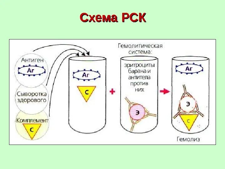Рск реакция связывания комплемента включает следующие ингредиенты. Реакция связывания комплемента рск схема. реакция связывания комплемента рск 1 фаза 2 фаза. реакция связывания комплемента микробиология компоненты. постановка реакции связывания комплемента микробиология.