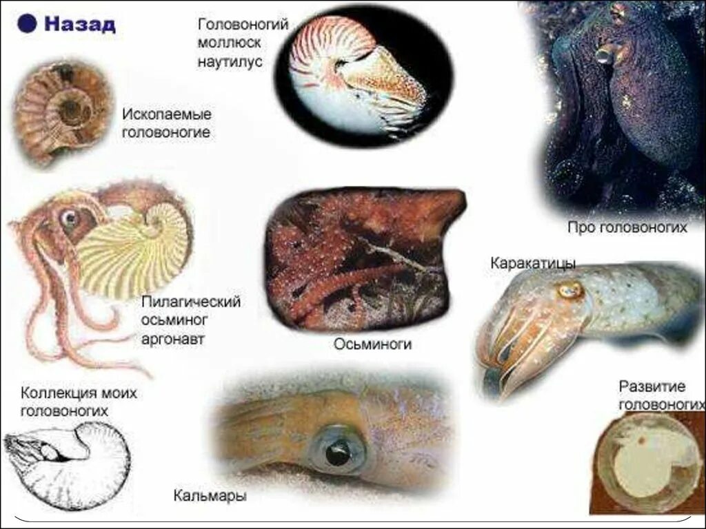 Головоногие моллюски виды. Подклассы головоногих. Пресноводные головоногие моллюски. Класс головоногие моллюски представители. Устрица это головоногий моллюск.