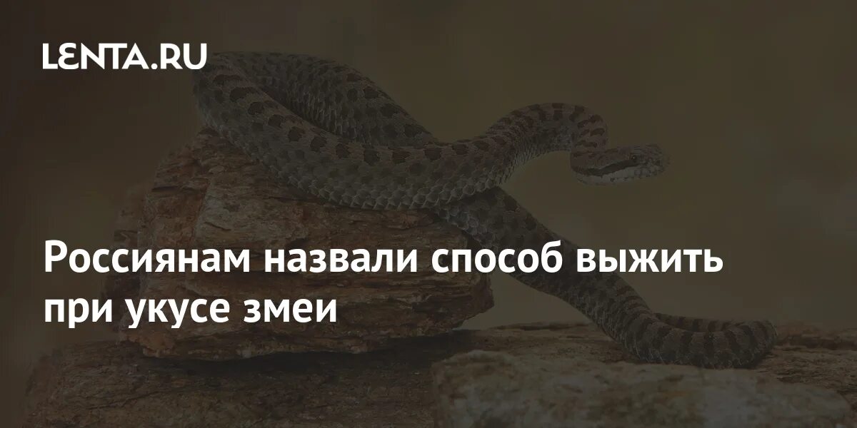 Памятка при укусе змеи. Меры первой помощи при укусе ядовитой змеи:. Походу меня укусила змея надо отсосать яд. Оказание первой помощи при укусах змей. Оказание первой помощи при укусах змей.