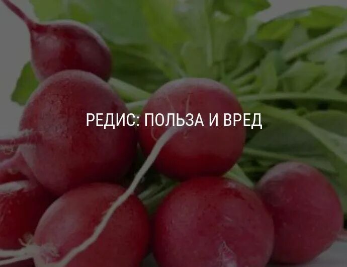 Редис полезен для организма. Редис полезные свойства. Редис для беременных. Полезные свойства редиски.