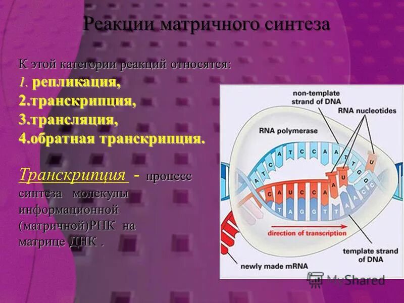 Происходят реакции матричного синтеза