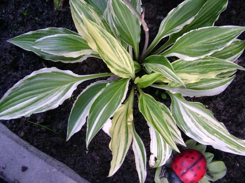 Хоста гибридная 'honeybells'. Хоста крем топпинг. Хоста моерхейм. Хоста валейс топ. Хоста heat wave.