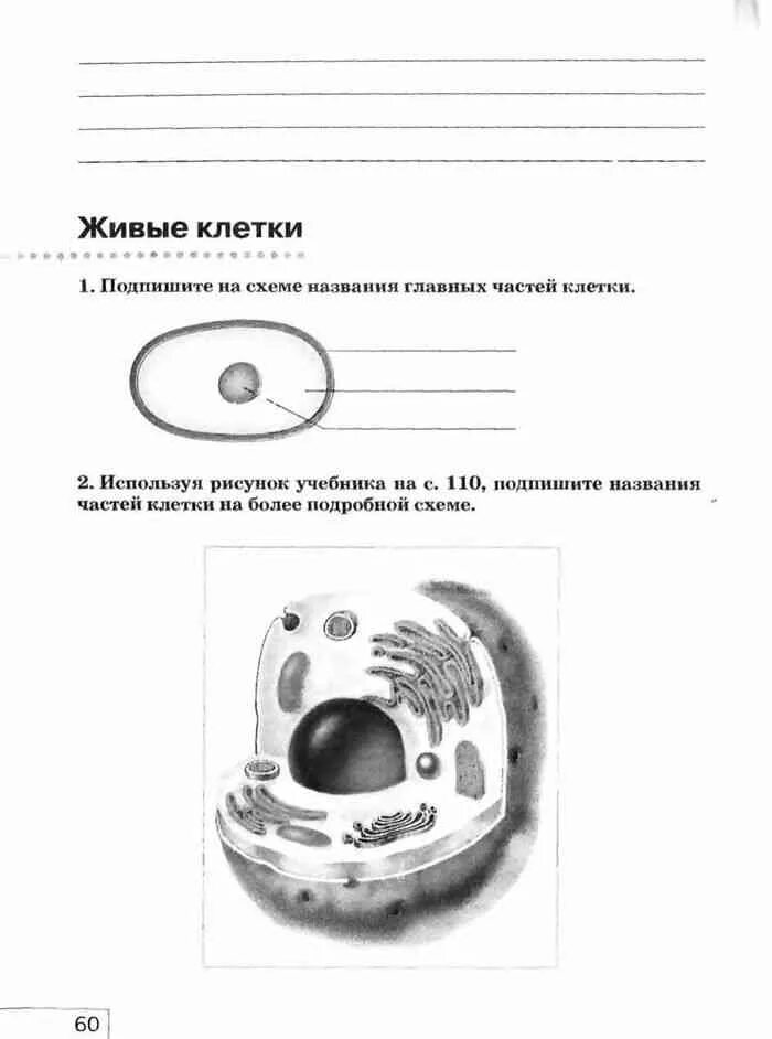 Плешаков 5 класс читать. Естествознание 5 класс рабочая тетрадь. Схемы в естествознании 5 класс. Природоведение 7 класс рабочая тетрадь. Природоведение 5 класс УО рабочая тетрадь.