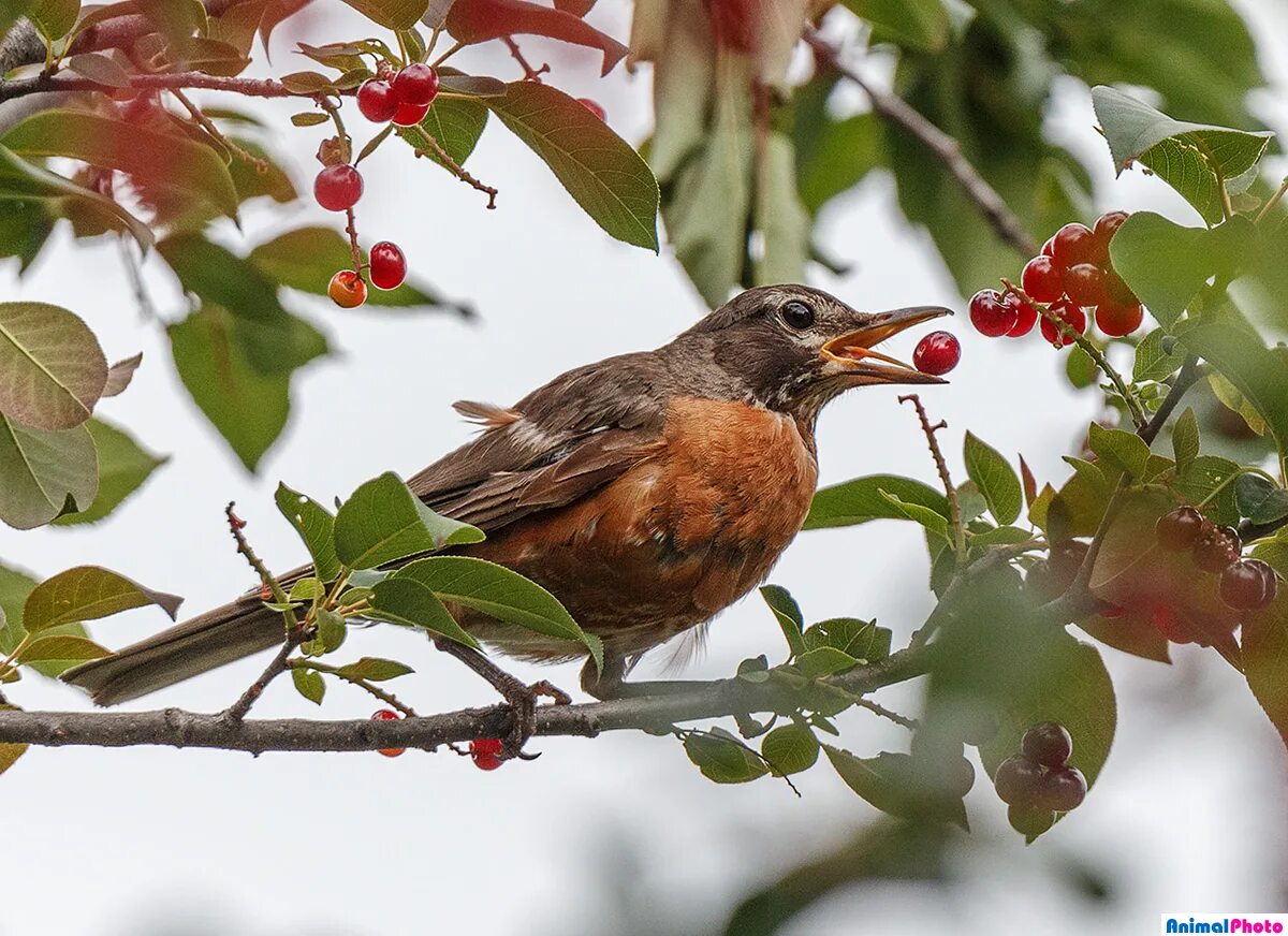 Американский дрозд. Странствующий дрозд (turdus migratorius). Американский красногрудый дрозд. Странствующий дрозд. Робин дрозд.